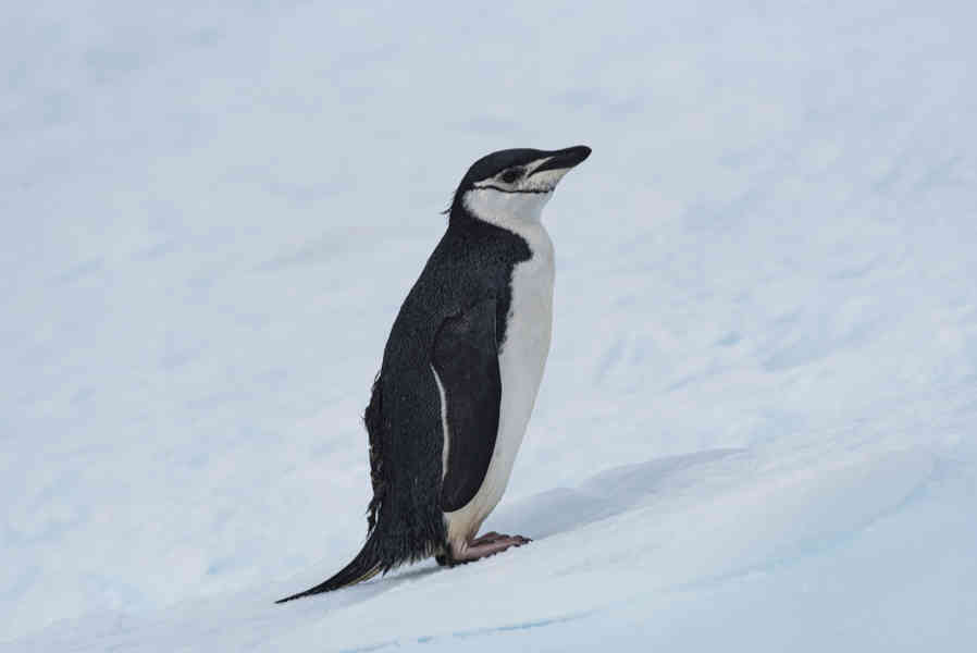 Pingüino Chinstrap - Antártida 19.jpg